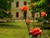 fonix-rosegarden.jpg