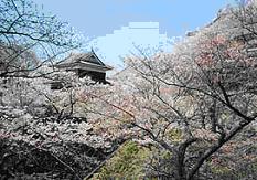 Sarbatoarea florilor de cires Japonia