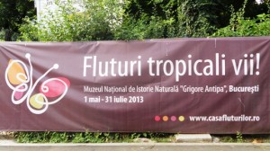 fluturi tropicali 2