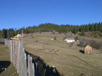 deal cu vacute in Bucovina