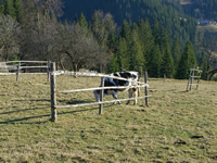 vaca Bucovina