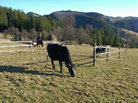 vaci in Bucovina